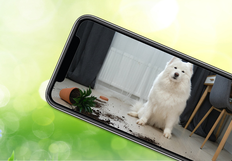 Standard petclub homepage june2023 contest